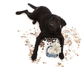 veterinary_dog_with_change_AdobeStock_82261516_450px.jpg