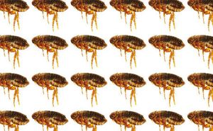 veterinary-parasite-flea-136852451_450.jpg