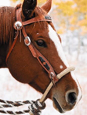 veterinary_horse_FL_1110-695168-1384227802175.jpg