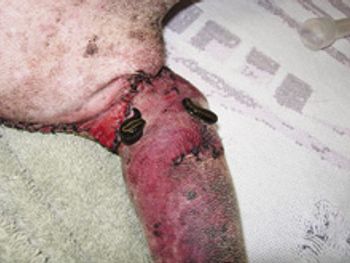 veterinary_leeches_Fig2_220px.jpg