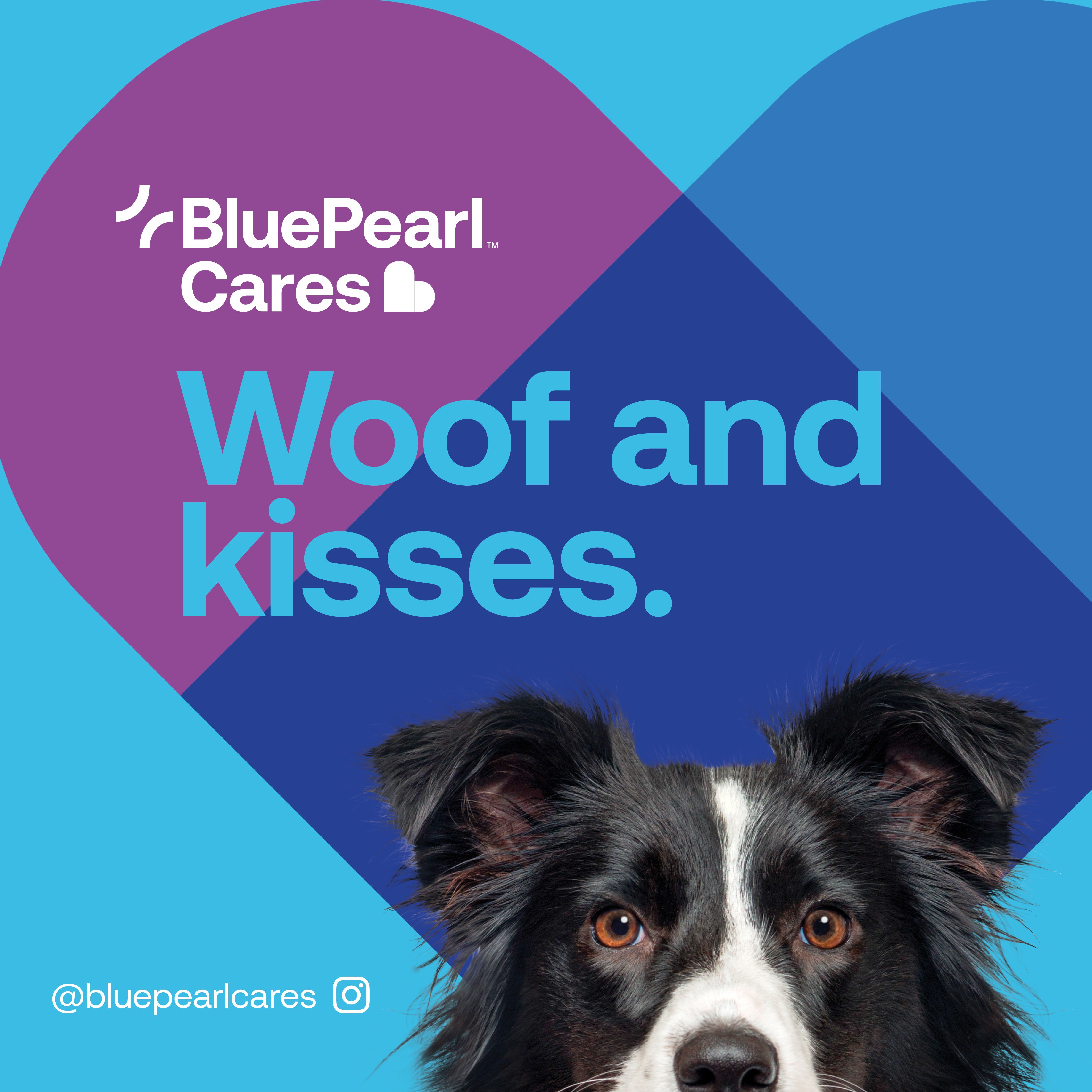 Pet Valentine's Day card