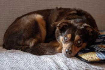 Blind dog with diabetes