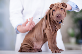Vaccine Holds Key to Canine Leishmaniasis Treatment