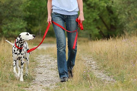 walking dog