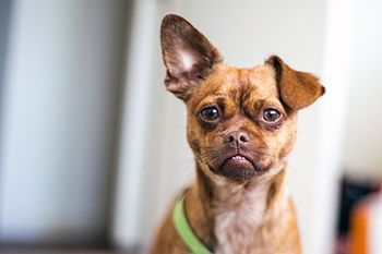 veterinary-dog-ear-up-shutterstock_619596818-450.jpg