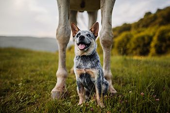 veterinary-cattle-dog-with-horse_AdobeStock_230988557-450.jpg