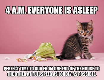 veterinary_kitten-mischief-meme-450px.jpg