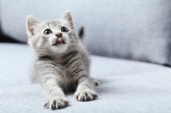 Image Credit © 5second - Adobe Stock