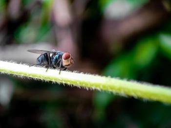 Photo: Rmd17/Adobe Stock