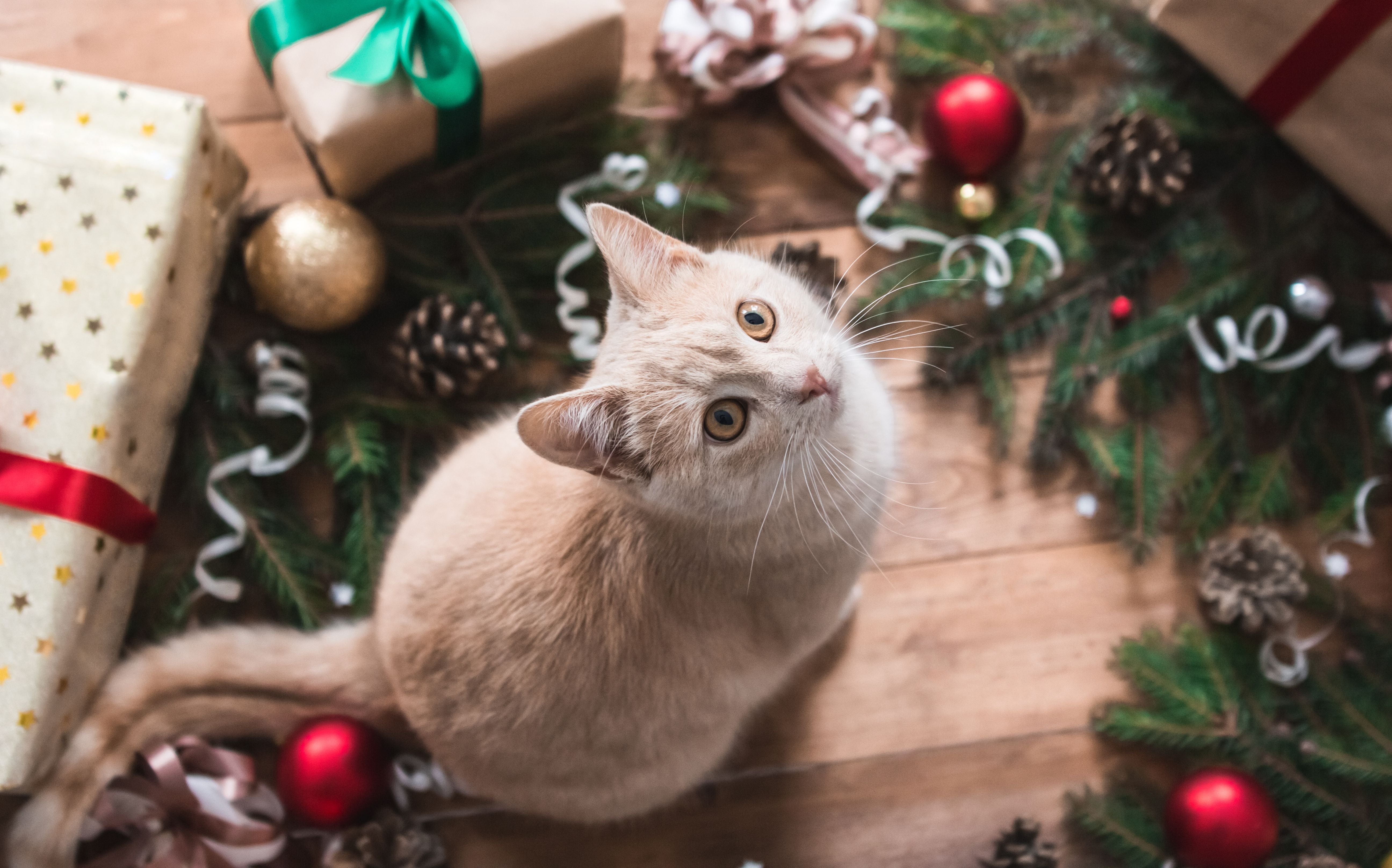 Pet insurance company shares tips for a safe holiday season Pet insurance company shares tips for a safe holiday season
