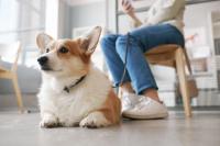 Q&A: What Zoetis' new JAVMA study reveals about Librela and a rare condition in dogs