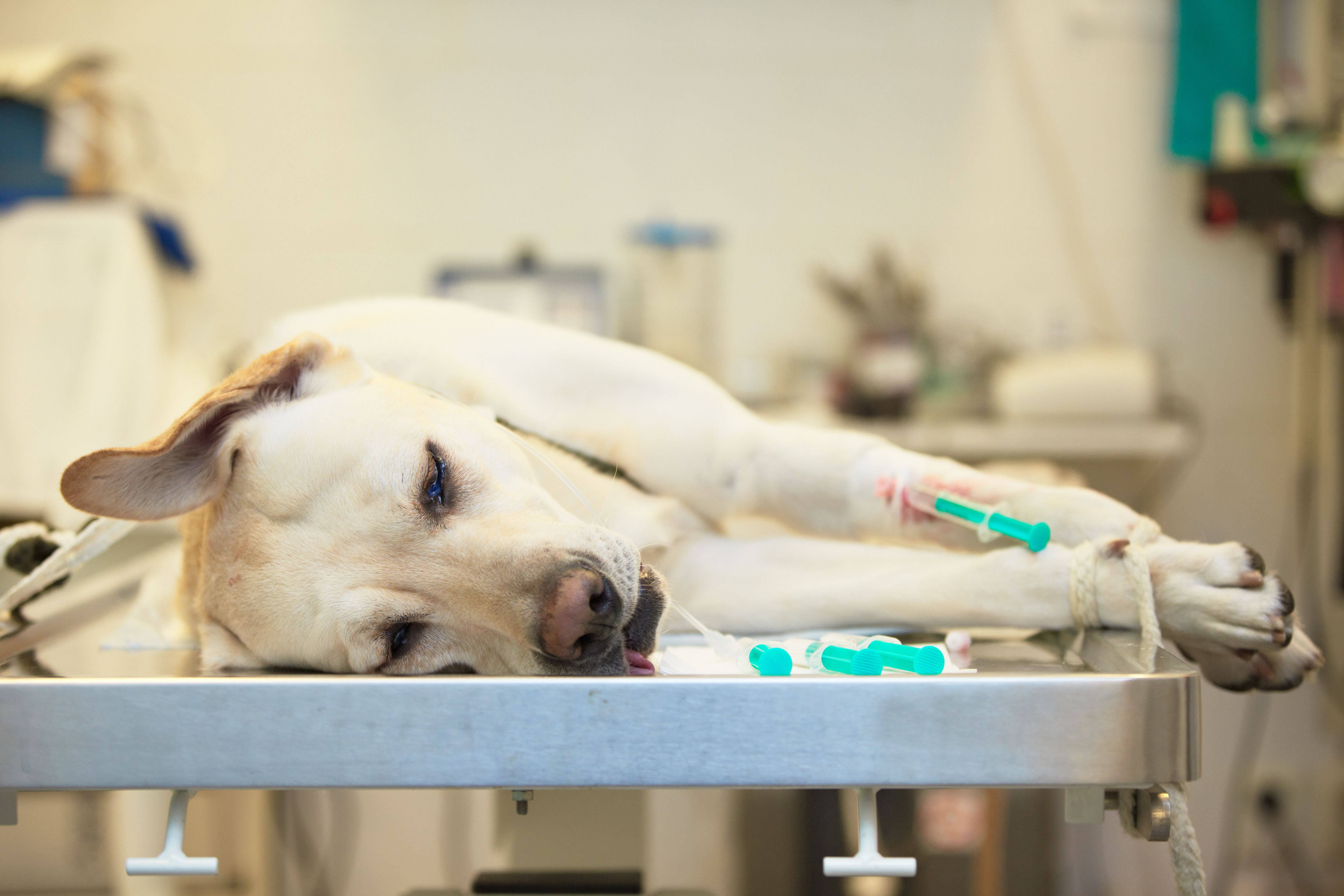 Собака перед операцией. Анестезия в ветеринарии. Хирургическая операция животных.