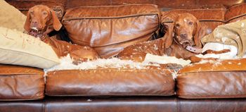 veterinary-dog-vizsla-two-couch-591499805_450.jpg