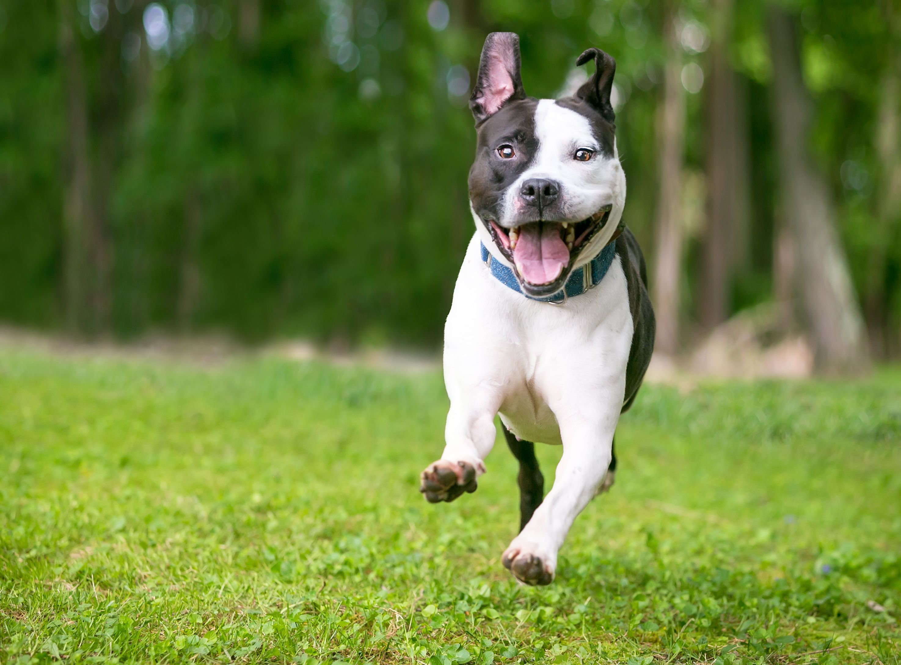 Details of new pet performance supplement line revealed | dvm360