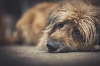 sad dog