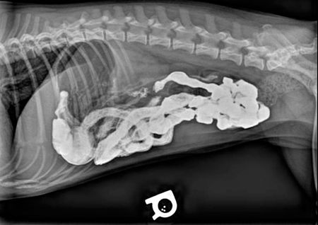 Skills Laboratory: How to perform a positive contrast gastrointestinal ...