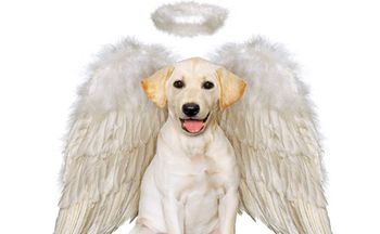 animal-afterlife-450.jpg