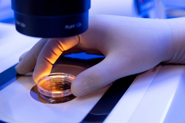 Experimental drug found to slow bone cancer cell growth in dog and human lab tests