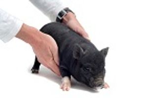 ACVC 2016: Introduction to Miniature Pigs