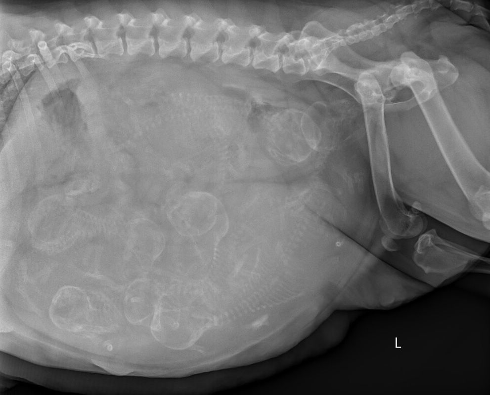 radiograph of a pregnant dog