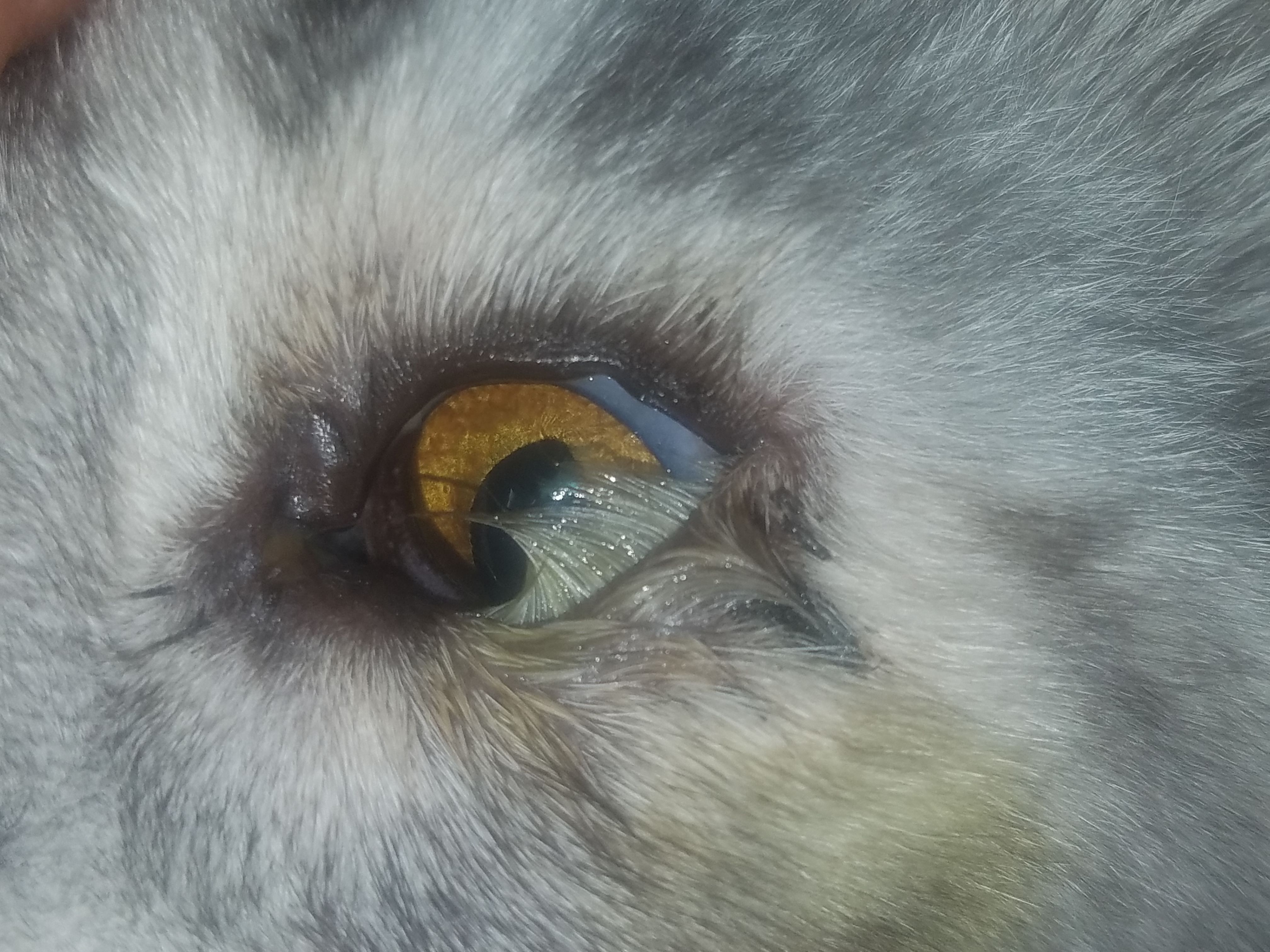 Ophthalmic examinations should not be complicated or expensive