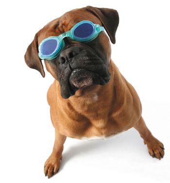 doggles_450.jpg