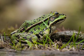 kstate_frog_photo_450.jpg