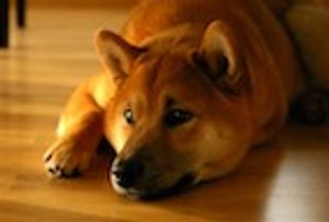 NY Vet: How to Avoid Recurrent UTI