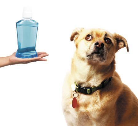 listerine for dogs paws