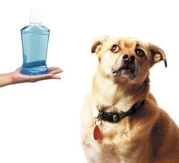 veterinary-Mouthwashdog-450px.jpg