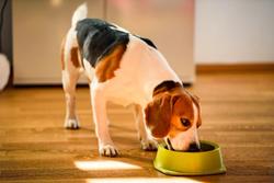 Human-grade food for dogs is tested in six month feeding trial