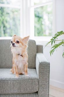 chihuahua220.jpg