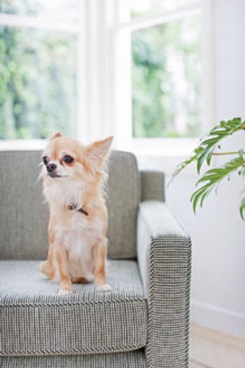 chihuahua220.jpg