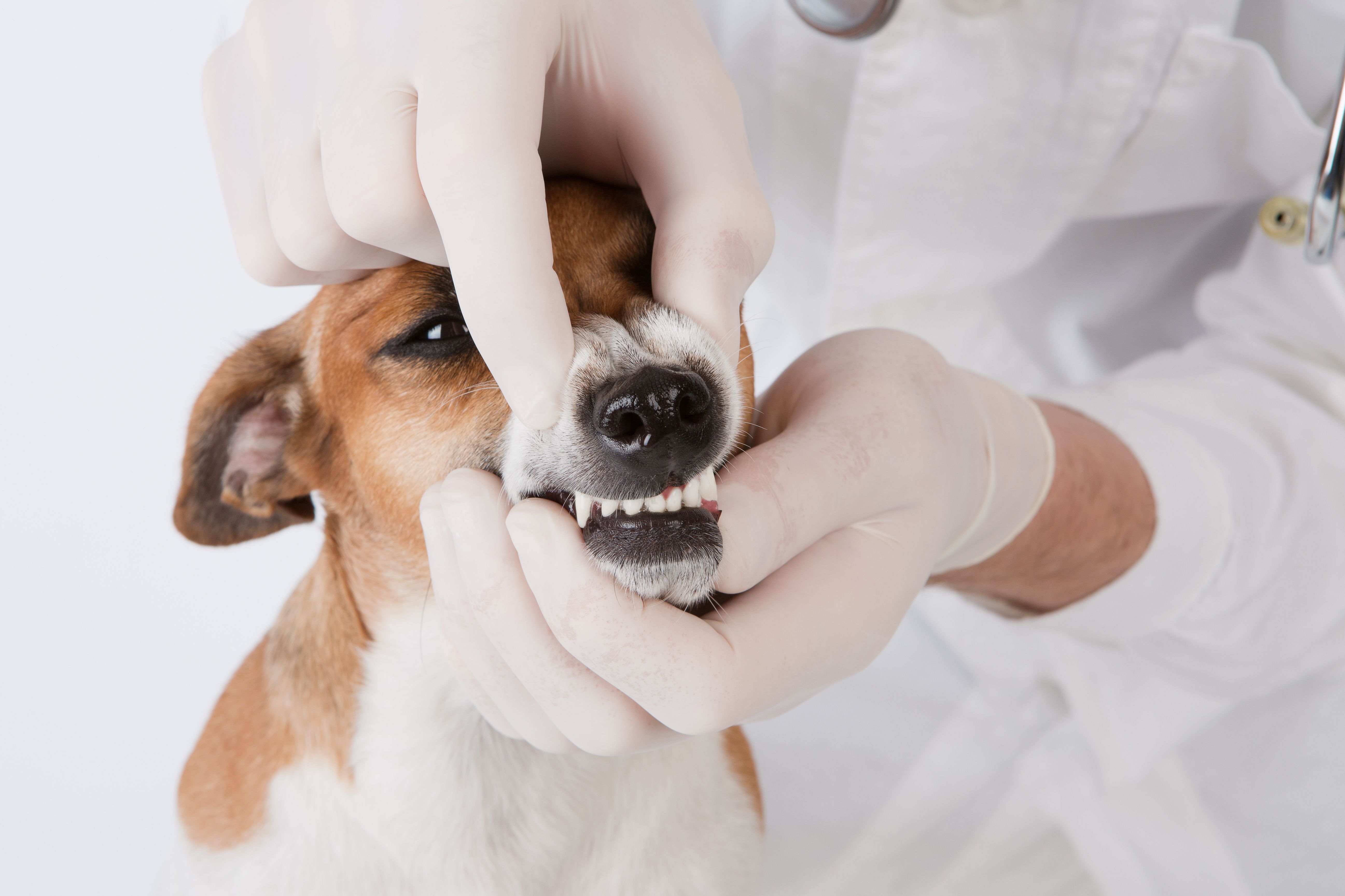 Ветклиники чистка зубов. Ультразвуковая чистка зубов собаке. Стоматология в ветеринарии. Стоматология животных.