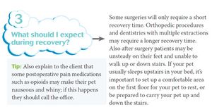 veterinary_speech bubbles_7_450px.jpg