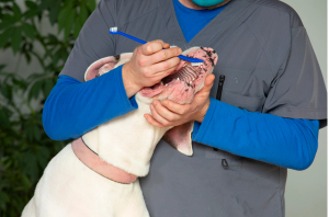 Polish your dental protocols and client education