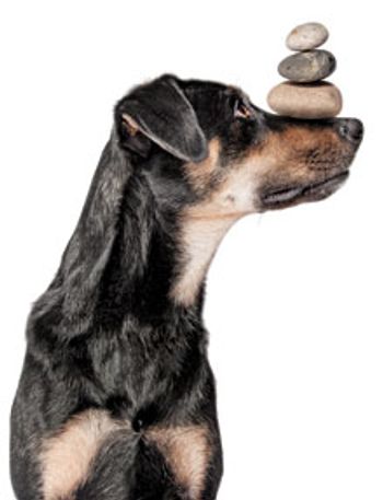 veterinary-dog-balance-stones-nose-114140343_220.jpg