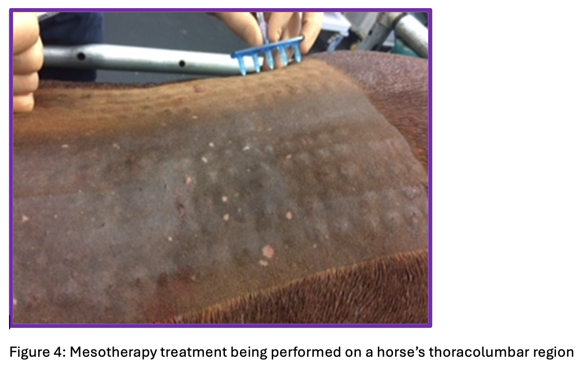 Mesotherapy treatment being performed on a horse’s thoracolumbar region