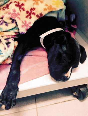 veterinary-image1-450px.jpg