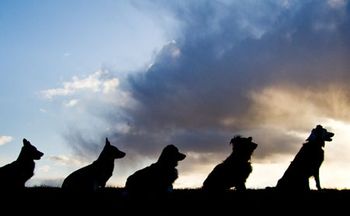 veterinary-dogs-primm-450-284.jpg