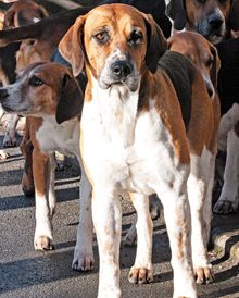 does the american foxhound have infectious disease