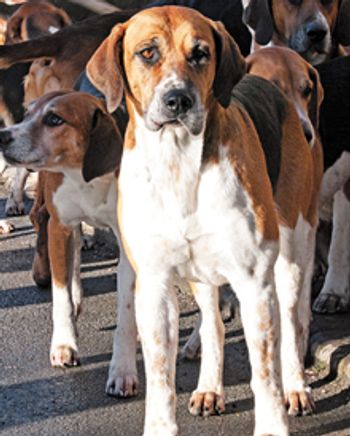 veterinary_dog-hound_220px_465465102.jpg