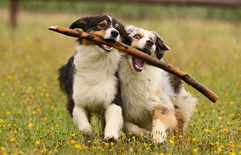 veterinary-cattle-dogs-running-with-stick_AdobeStock_34937840-450.jpg