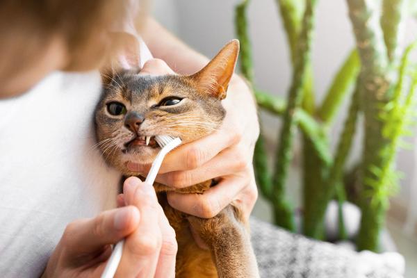 Veterinary dentist breaks down the evidence behind home dental care