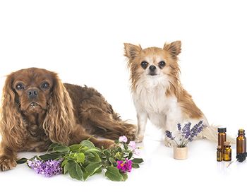 veterinary-alternative-medicine-main.jpg