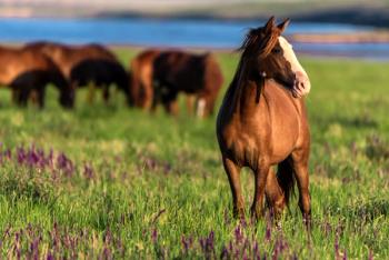 horses in a field