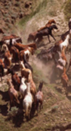 herd-E007334-585016-1384519396850.jpg
