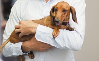 veterinary-client-fear-free-148198322_450.jpg