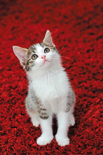 veterinary-Young-domestic-cat_450px_130870845.jpg