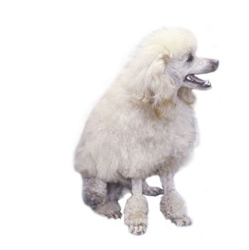 toypoodle.jpg